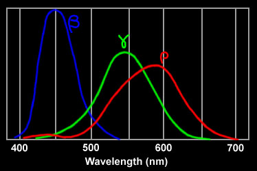 Graph of human visible spectrum sensitivity