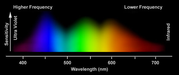 Graph of visible spectral sensitivity