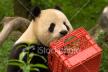 Panda chew crate